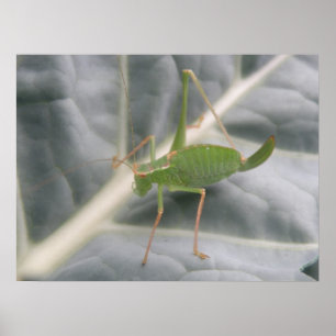 Green Cricket Macro Print Poster