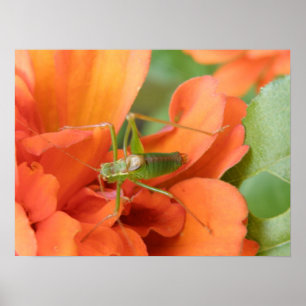 Green Cricket Print Poster