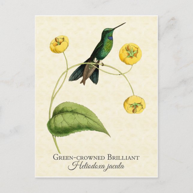 Green Crowned Brilliant Hummingbird Vintag Art Postkarte (Vorderseite)