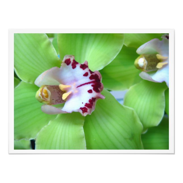Green Cymbidium Orchids Fotodruck (Vorne)