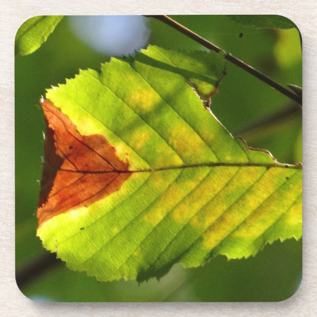 Green Fall Leaf Getränkeuntersetzer (Vorderseite)