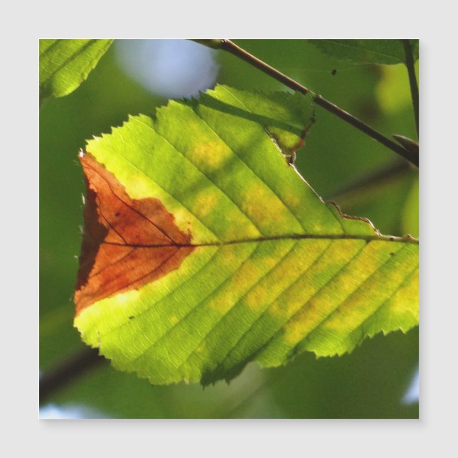 Green Fall Leaf Magnetkarte (Vorderseite)