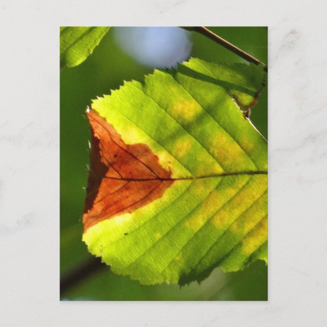 Green Fall Leaf Postkarte (Vorderseite)