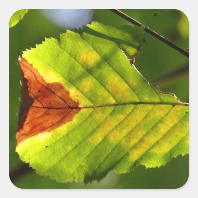 Green Fall Leaf Quadratischer Aufkleber (Vorderseite)
