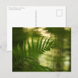 Green Fern Floral Nature Photo Postkarte