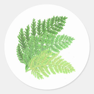 Green Fern Trio Runder Aufkleber