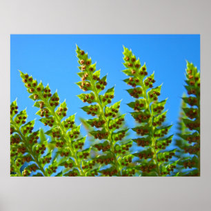 Green Fern Verlasse Kunstdrucke Blue Sky Nature Ge Poster