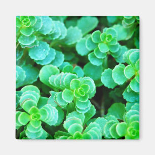 Green Floral Abstrakt Magnet