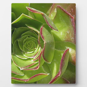 Green Fotoplatte