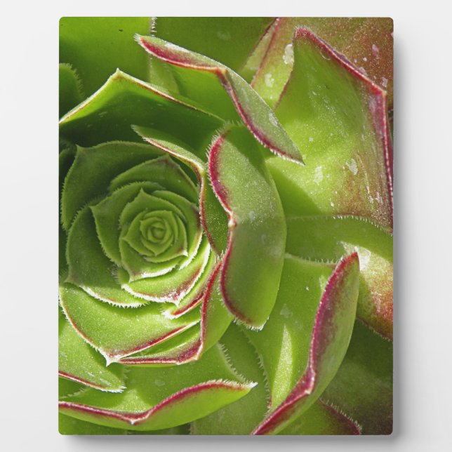 Green Fotoplatte (Vorderseite)