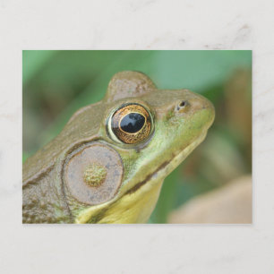 Green Frog Postcard. Postkarte