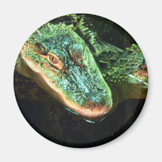 Green Gators Magnet