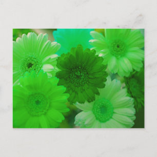 Green Gerbera Daisy Blume Foto Postkarten