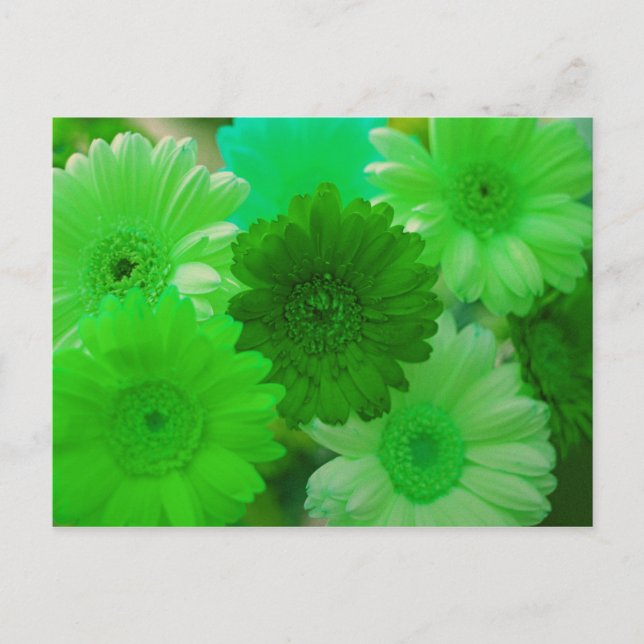 Green Gerbera Daisy Blume Foto Postkarten (Vorderseite)