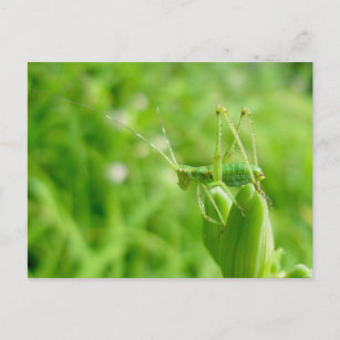 Green Grasshopper auf Taglilie Buds Postcard Postkarte