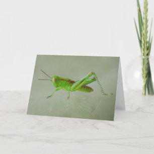 Green Grasshopper-Karte Karte