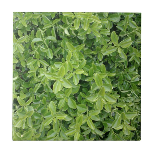 Green Hedge Shrub Type Pflanze Fotografieren Foto  Fliese (Vorderseite)