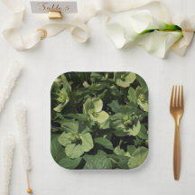 Green Hellebore
