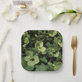 Green Hellebore Pappteller