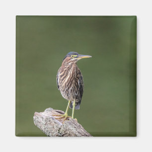 Green Heron auf einem Stein Magnet