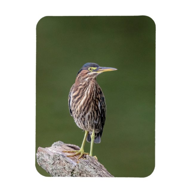 Green Heron auf einem Stein Magnet (Vertikal)