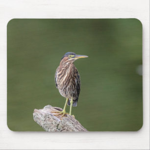 Green Heron auf einem Stein Mousepad