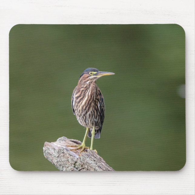 Green Heron auf einem Stein Mousepad (Vorne)