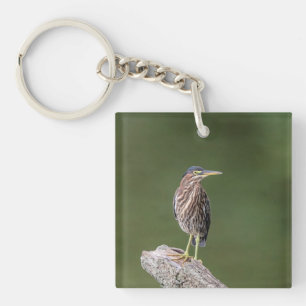 Green Heron auf einem Stein Schlüsselanhänger