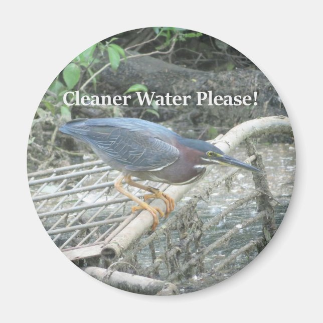 Green Heron Ecology Magnet (Vorne)