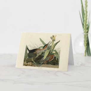 Green Heron, John James Audubons Vögel in Amerika Karte