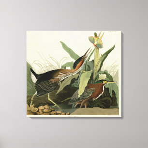 Green Heron, John James Audubons Vögel in Amerika Leinwanddruck