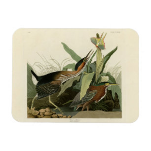 Green Heron, John James Audubons Vögel in Amerika Magnet