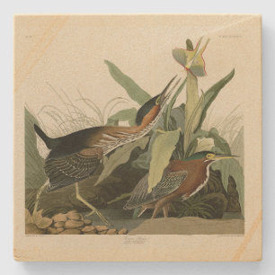 Green Heron, John James Audubons Vögel in Amerika Steinuntersetzer