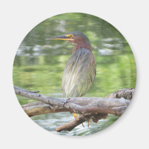Green Heron-Magnet Magnet