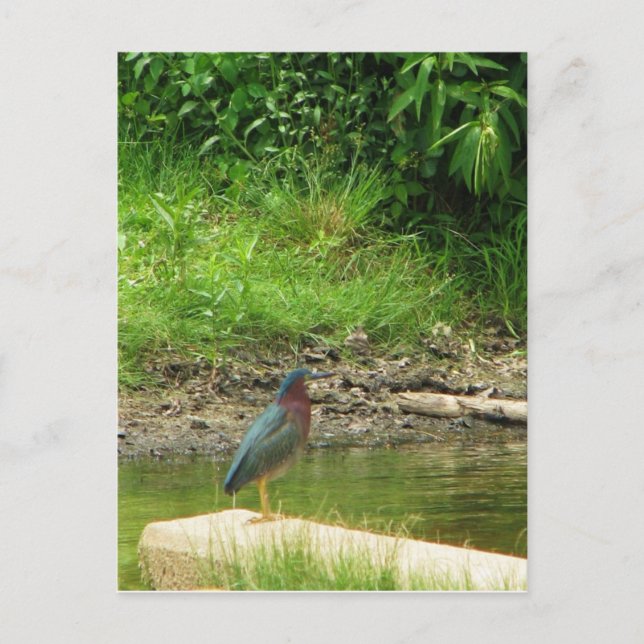 Green Heron Post Card Postkarte (Vorderseite)