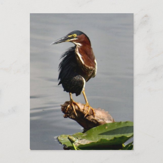 Green Heron Postcard Postkarte (Vorderseite)