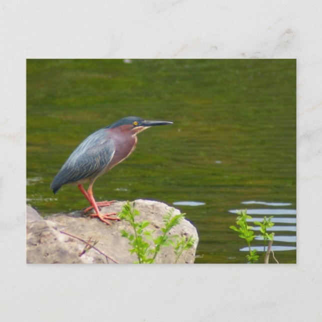 Green Heron Postcard Postkarte (Vorderseite)