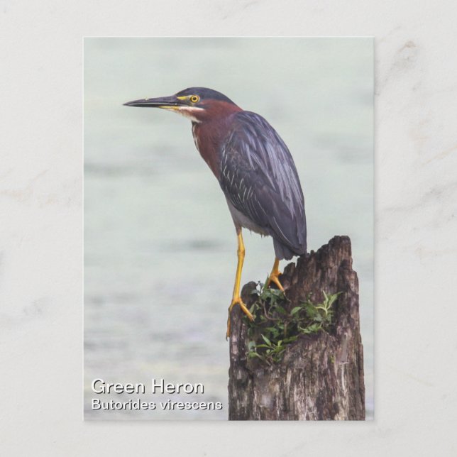 Green Heron Postkarte (Vorderseite)