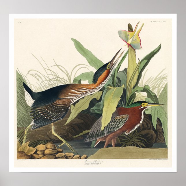 Green Heron von Audubon Poster (Vorne)