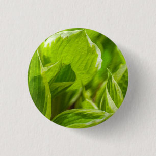 Green Hosta-Blätter Button