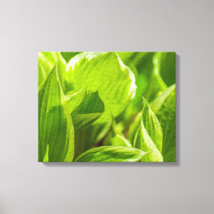 Green Hosta-Blätter Leinwanddruck