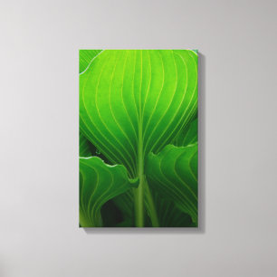 Green Hosta-Blätter Leinwanddruck