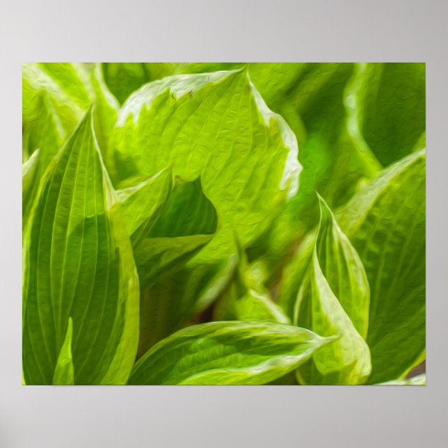 Green Hosta-Blätter Poster (Vorne)