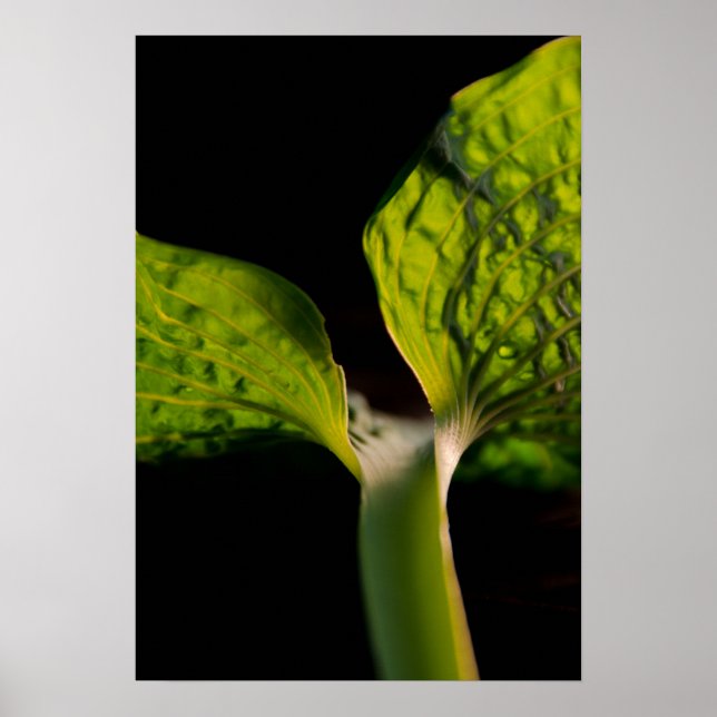 Green Hosta Leaf auf Black Poster (Vorne)