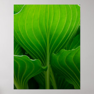 Green Hosta Leaf Poster