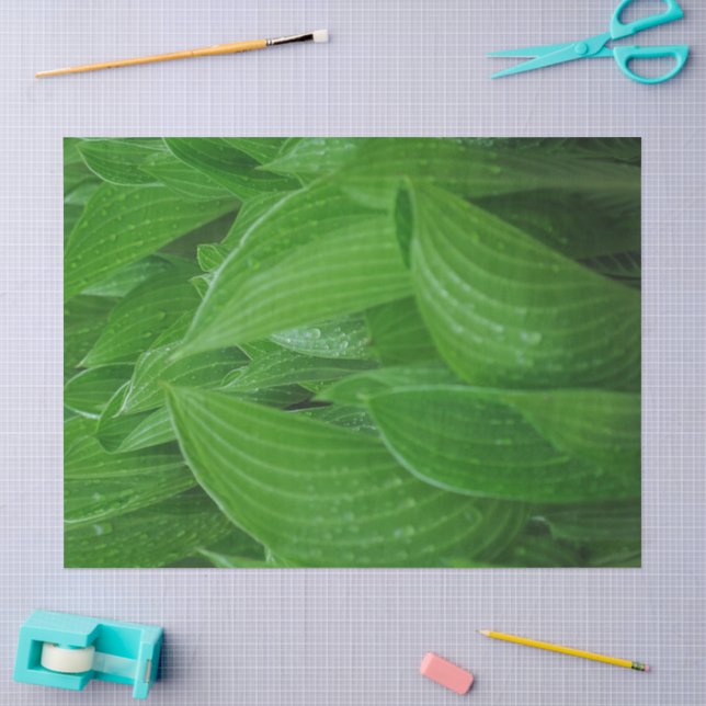 Green Hosta Verlasst mit Raindrops Tissue Paper Seidenpapier (Basteln)