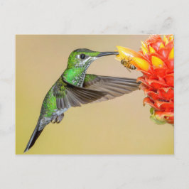 Green Hummingbird & Bee Postkarte