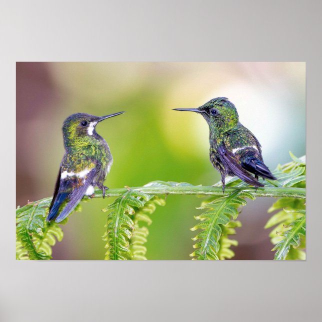 Green Hummingbird Couple auf einem Leaf Poster (Vorne)