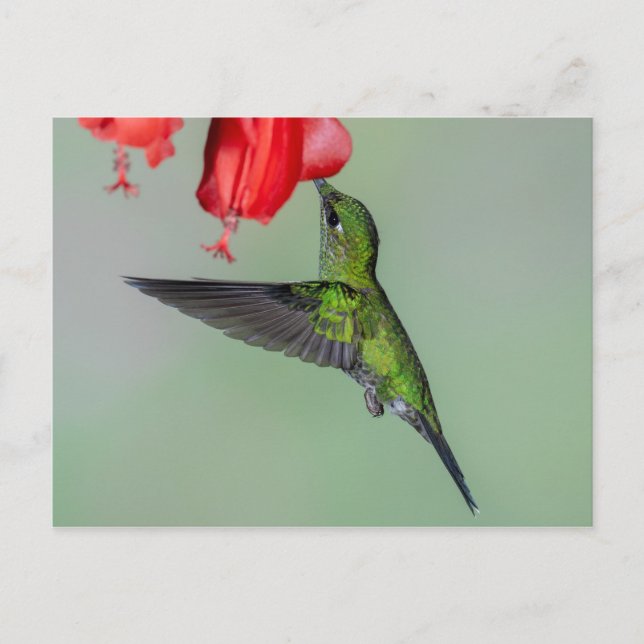 Green Hummingbird & Red Blume Postkarte (Vorderseite)