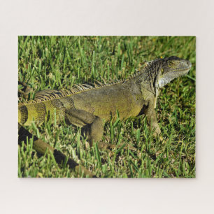 Green Iguana Lizard in Gras
